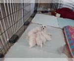 Small Photo #1 Maltese Puppy For Sale in BEAR RIVER, WY, USA