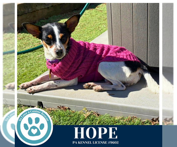 Medium Photo #2 Chihuahua-Unknown Mix Puppy For Sale in Kimberton, PA, USA