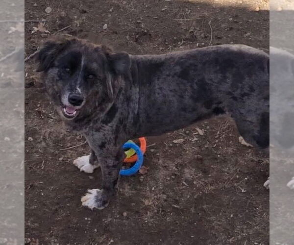Medium Photo #1 Australian Shepherd-Catahoula Leopard Dog Mix Puppy For Sale in Bristol, CT, USA