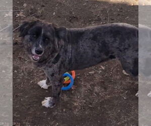 Australian Shepherd-Catahoula Leopard Dog Mix Dogs for adoption in Bristol, CT, USA