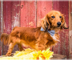 Small Photo #1 Dachshund Puppy For Sale in WAKARUSA, IN, USA
