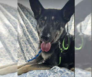 German Shepherd Dog Dogs for adoption in Kansas City, MO, USA