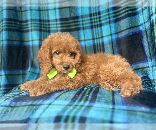 Medium Photo #4 Cock-A-Poo Puppy For Sale in LAKELAND, FL, USA