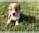 Puppy Red collar Pembroke Welsh Corgi