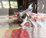 Small English Bulldogge