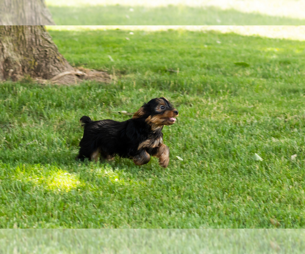 Medium Photo #6 Yorkshire Terrier Puppy For Sale in NAPPANEE, IN, USA