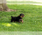Small #5 Yorkshire Terrier