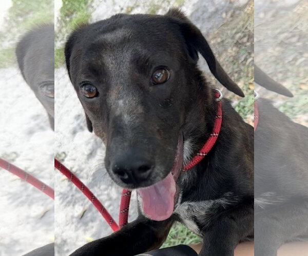 Medium Photo #5 Beagle-Plott Hound Mix Puppy For Sale in Sanford, FL, USA