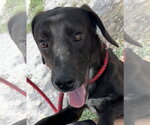 Small #4 Beagle-Plott Hound Mix