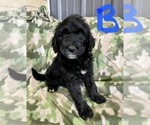 Small Photo #4 Bernedoodle Puppy For Sale in ROANOKE, IL, USA