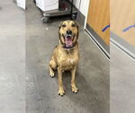 Small Labrador Retriever-Siberian Husky Mix