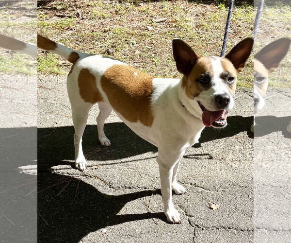 Medium Photo #4 Boxer-Unknown Mix Puppy For Sale in Holly Springs, NC, USA