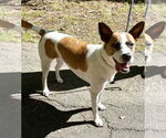 Small #3 Boxer Mix