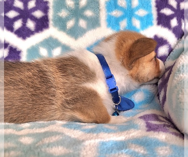 Medium Photo #5 Pembroke Welsh Corgi Puppy For Sale in ARROYO GRANDE, CA, USA