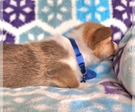 Small #4 Pembroke Welsh Corgi