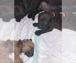 Small Photo #123 Boerboel Puppy For Sale in LAS CRUCES, NM, USA