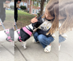 Small #2 Jack Russell Terrier Mix