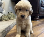 Puppy Red Golden Retriever