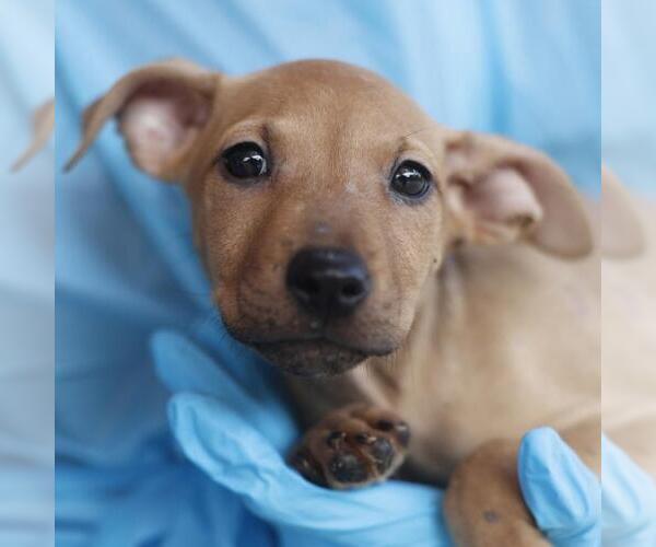 Medium Photo #1 Labrador Retriever Puppy For Sale in San Antonio, TX, USA