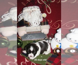Havanese Puppy for sale in DREXEL, MO, USA
