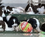 Small #7 English Springer Spaniel