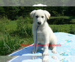 Small #3 German Shepherd Dog