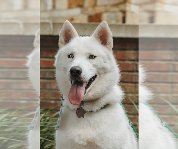 Medium Photo #1 Siberian Husky Puppy For Sale in Carrollton, TX, USA