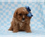 Small #1 Cavapoo (Miniature)