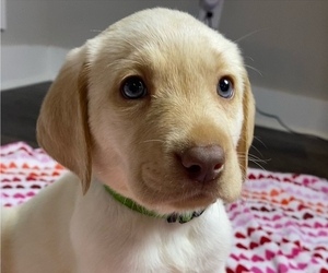 Labrador Retriever Puppy for sale in PERRY, GA, USA