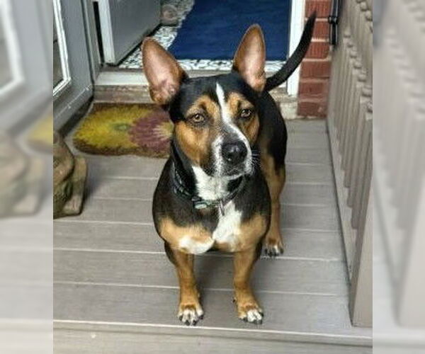 Medium Photo #3 Mutt Puppy For Sale in Boonton, NJ, USA