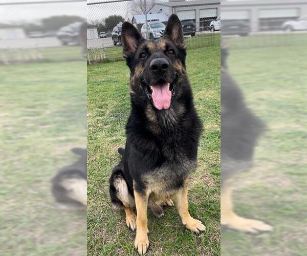 Medium Photo #3 German Shepherd Dog Puppy For Sale in Rosenberg, TX, USA