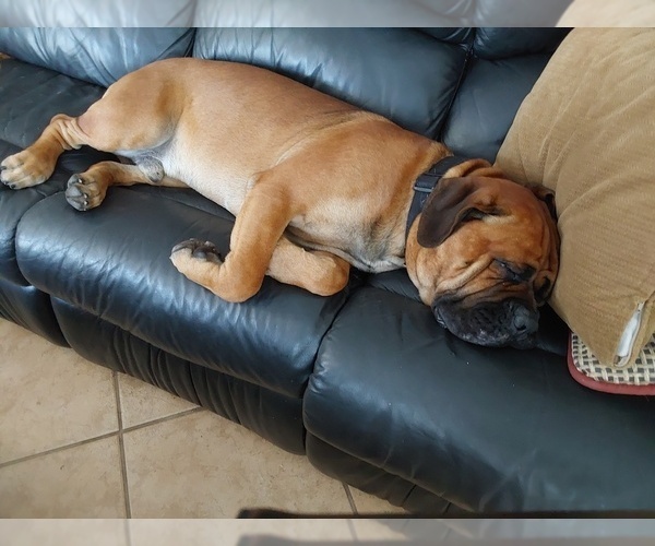 Medium Photo #1 Cane Corso Puppy For Sale in NAPLES, FL, USA