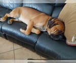 Small Photo #1 Cane Corso Puppy For Sale in NAPLES, FL, USA