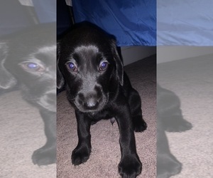 Bernedoodle-Labrador Retriever Mix Puppy for sale in GREENVILLE, PA, USA