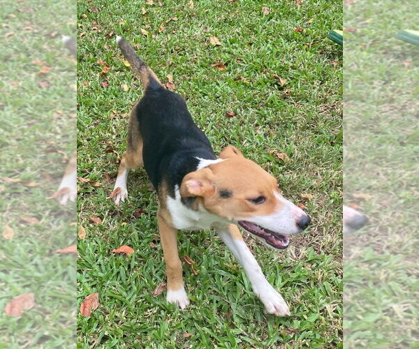 Medium Photo #2 Mutt Puppy For Sale in Canton, CT, USA