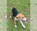 Small #1 Mutt