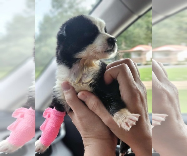 Medium Photo #9 Mutt Puppy For Sale in Wakefield, RI, USA