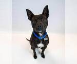 Small #5 Boxer Mix