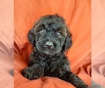 Small Photo #9 Bernedoodle (Miniature) Puppy For Sale in GOSHEN, IN, USA