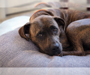 American Pit Bull Terrier-American Staffordshire Terrier Mix Dogs for adoption in Cary, NC, USA