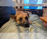 Small #10 German Shepherd Dog Mix