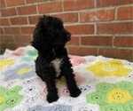Small Photo #14 Springerdoodle Puppy For Sale in GADSDEN, AL, USA