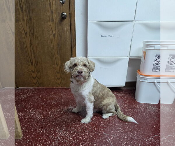 Medium Photo #7 Mutt Puppy For Sale in Fargo, ND, USA