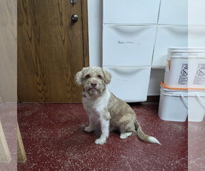 Matrix - Male Mutt Dog for Adoption - Photo #7