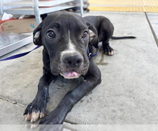Medium Photo #1 Mastiff Puppy For Sale in Bakersfield, CA, USA