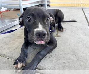 Mastiff Dogs for adoption in Bakersfield, CA, USA
