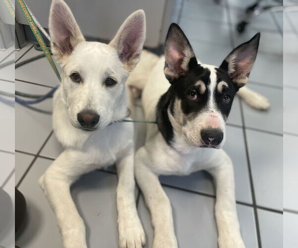 Medium Photo #5 Mutt Puppy For Sale in Newport Beach, CA, USA