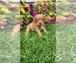 Small #1 Cavapoo (Toy)