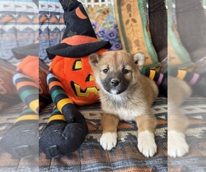 Shiba Inu Puppy for Sale in MOUNT PLEASANT, Iowa USA