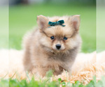 Puppy Hudson Pomeranian